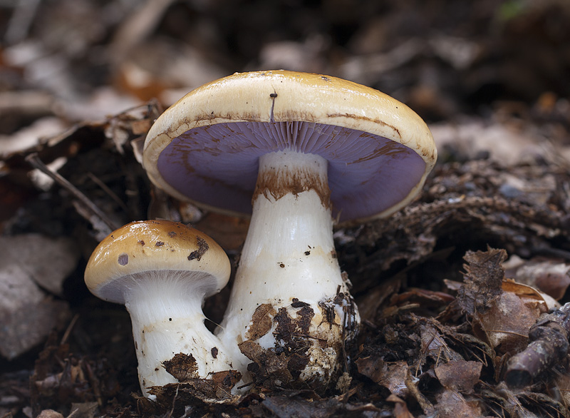 Cortinarius varius